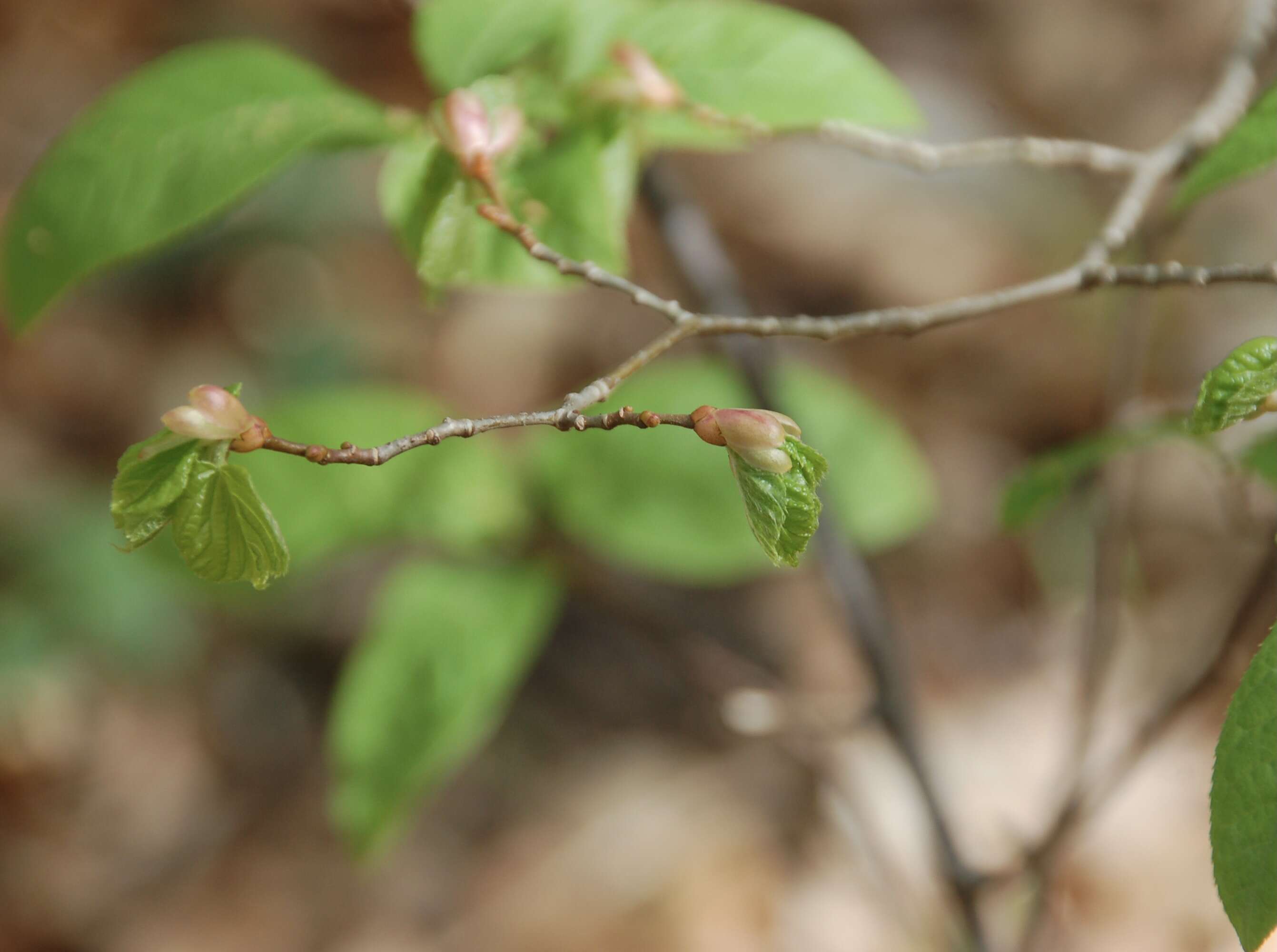 Image of Cobnut