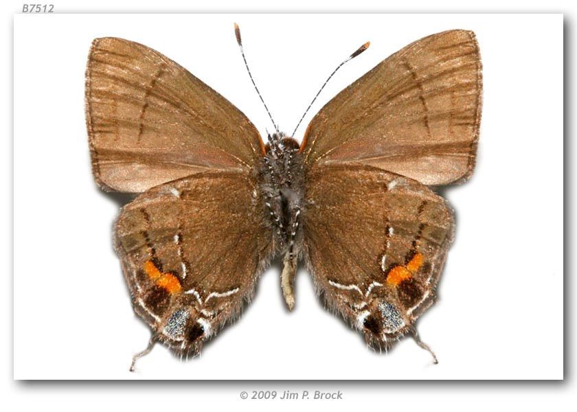 Image of Fulvous Hairstreak