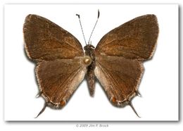 Image of Fulvous Hairstreak