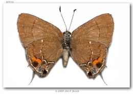 Image of Fulvous Hairstreak