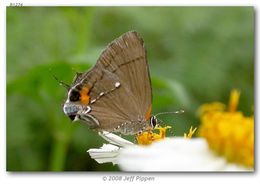 Image of Fulvous Hairstreak