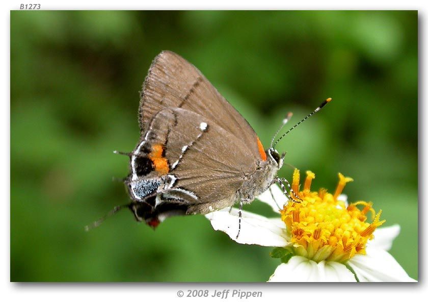 Image of Fulvous Hairstreak