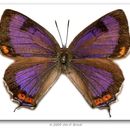 Image of Colorado Hairstreak