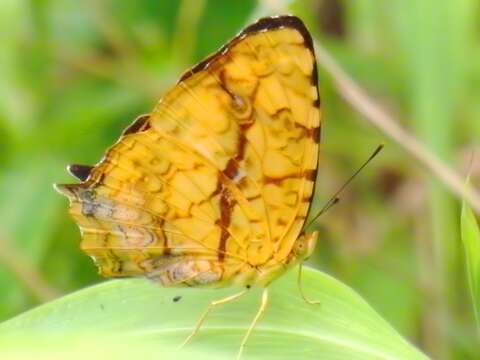 Image of Symbrenthia lilaea