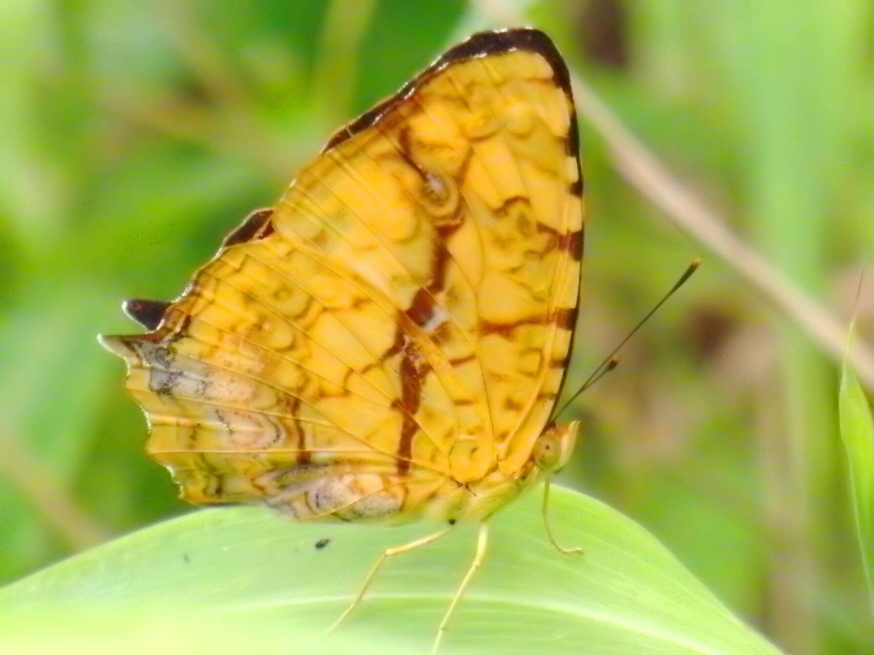 Image of Symbrenthia lilaea