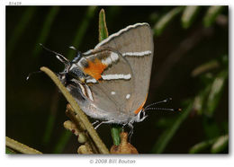 Image of Caribbean Scrub-Hairstreak