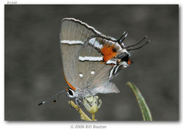 Image of Caribbean Scrub-Hairstreak