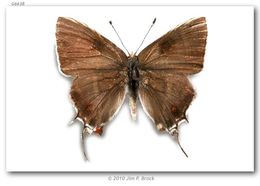 Image of Caribbean Scrub-Hairstreak