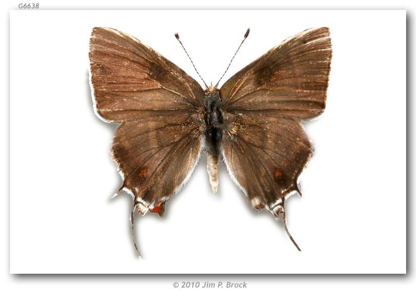 Image of Caribbean Scrub-Hairstreak