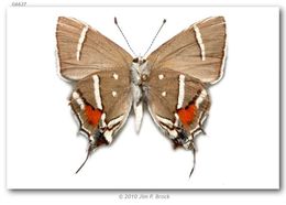 Image of Caribbean Scrub-Hairstreak