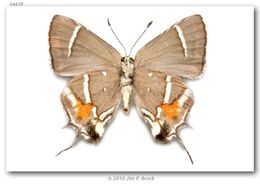 Image of Caribbean Scrub-Hairstreak