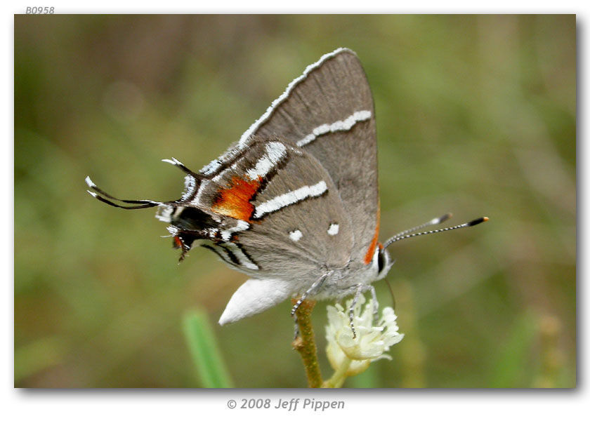 Image of Caribbean Scrub-Hairstreak