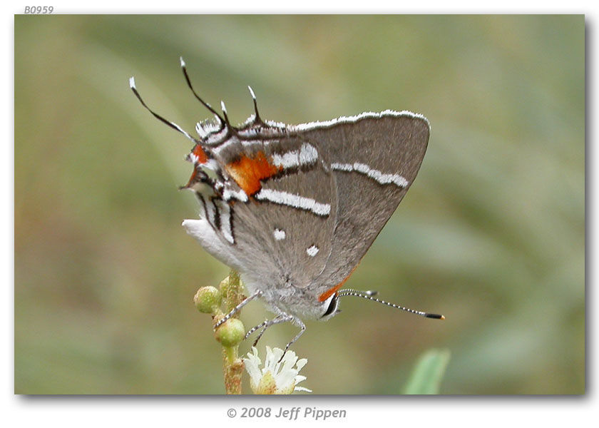 Image of Caribbean Scrub-Hairstreak