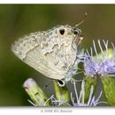 Image of Lacey's Scrub-Hairstreak