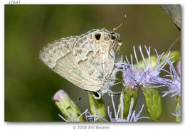 Image of Lacey's Scrub-Hairstreak