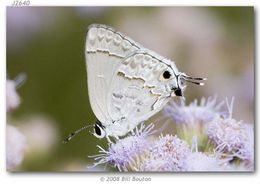 Image of Lacey's Scrub-Hairstreak