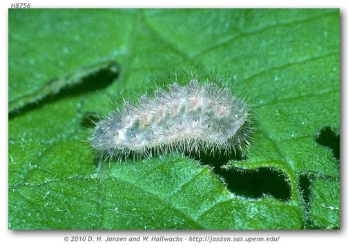 Image of Lacey's Scrub-Hairstreak