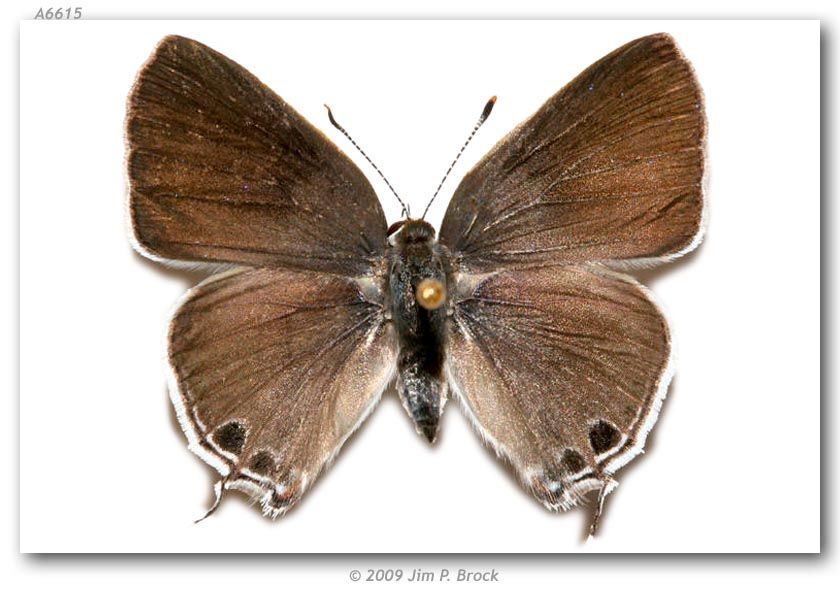 Image of Lacey's Scrub-Hairstreak