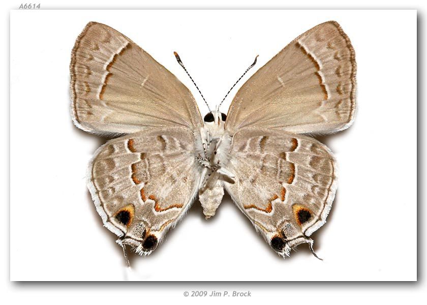 Image of Lacey's Scrub-Hairstreak