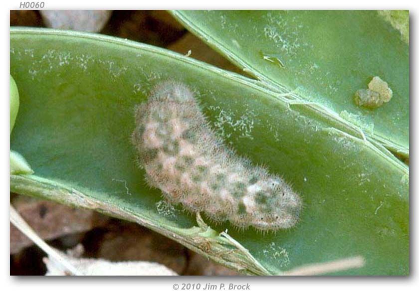 Image of Lacey's Scrub-Hairstreak