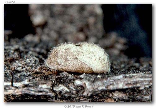 Image of Lacey's Scrub-Hairstreak