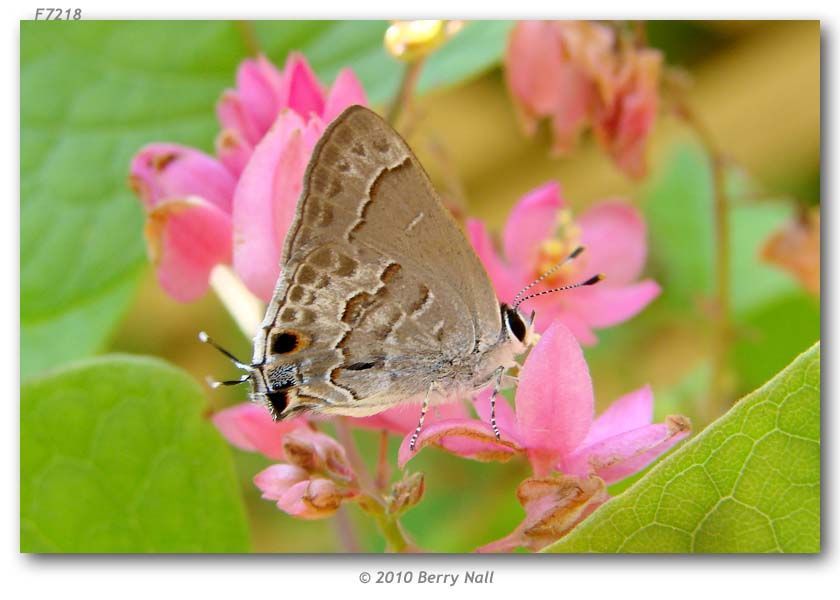 Image of Lacey's Scrub-Hairstreak