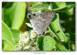 Image of Lacey's Scrub-Hairstreak