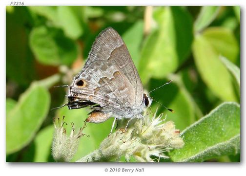 Image of Lacey's Scrub-Hairstreak