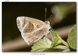 Image of Lantana Scrub-Hairstreak