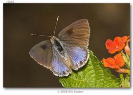 Image of Lantana Scrub-Hairstreak