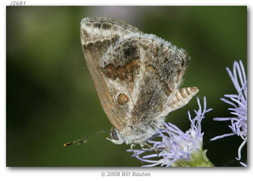 Image of Lantana Scrub-Hairstreak