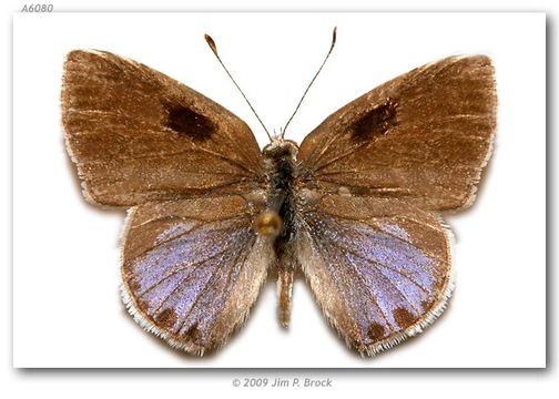 Image of Lantana Scrub-Hairstreak