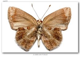 Image of Lantana Scrub-Hairstreak