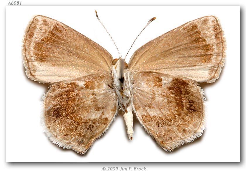 Image of Lantana Scrub-Hairstreak