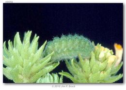 Image of Lantana Scrub-Hairstreak