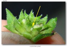 Image of Lantana Scrub-Hairstreak