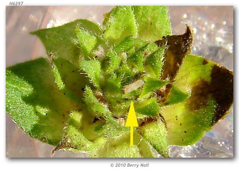 Image of Lantana Scrub-Hairstreak