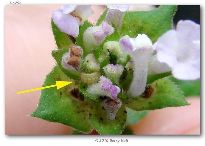 Image of Lantana Scrub-Hairstreak