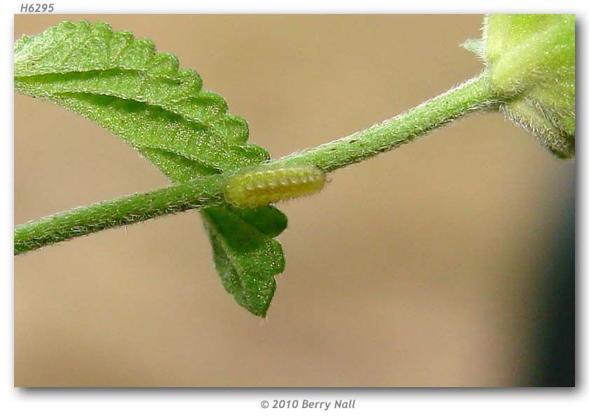 Image of Lantana Scrub-Hairstreak