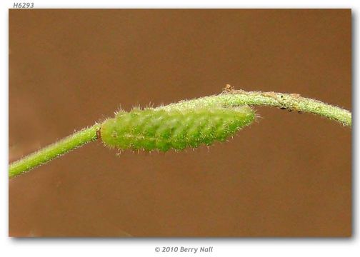 Image of Lantana Scrub-Hairstreak