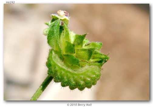 Image of Lantana Scrub-Hairstreak