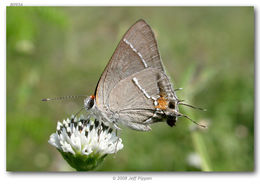 Image of Martial Scrub-Hairstreak