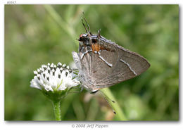 Image of Martial Scrub-Hairstreak