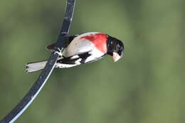 Image of Rose-breasted Grosbeak