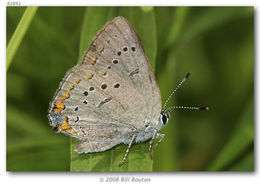 Image of Acadian Hairstreak