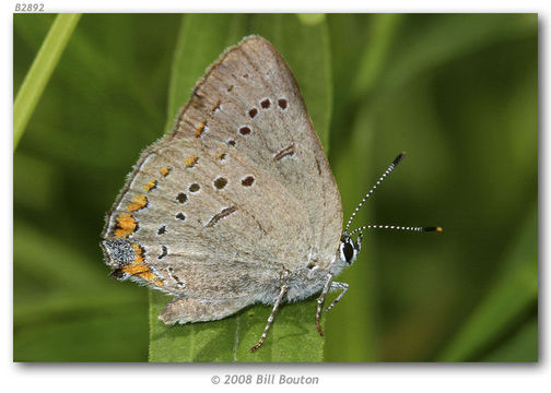 Image of Acadian Hairstreak