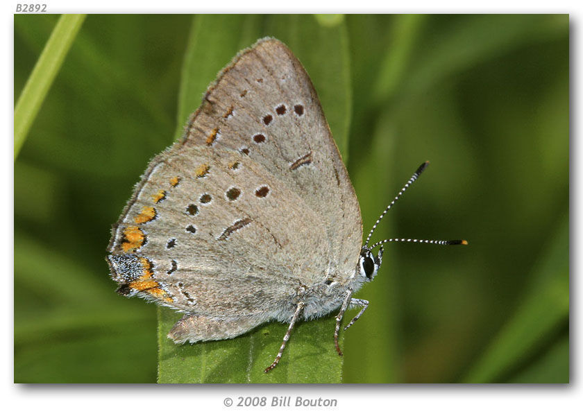 صورة Satyrium acadica (Edwards 1862)