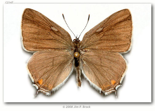 Image of Acadian Hairstreak