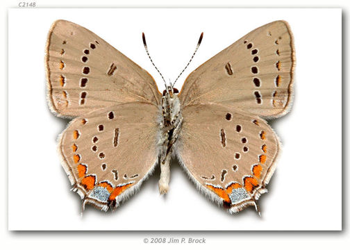 Image of Acadian Hairstreak