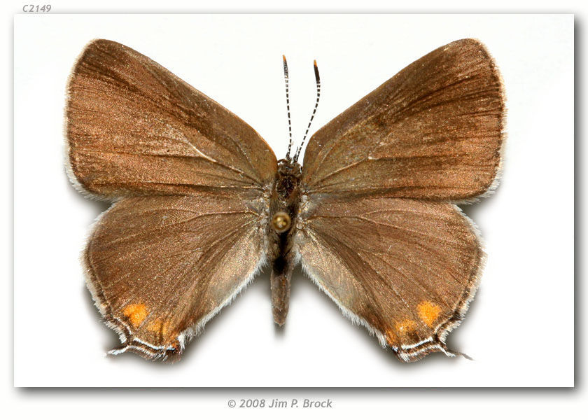 Image of Acadian Hairstreak